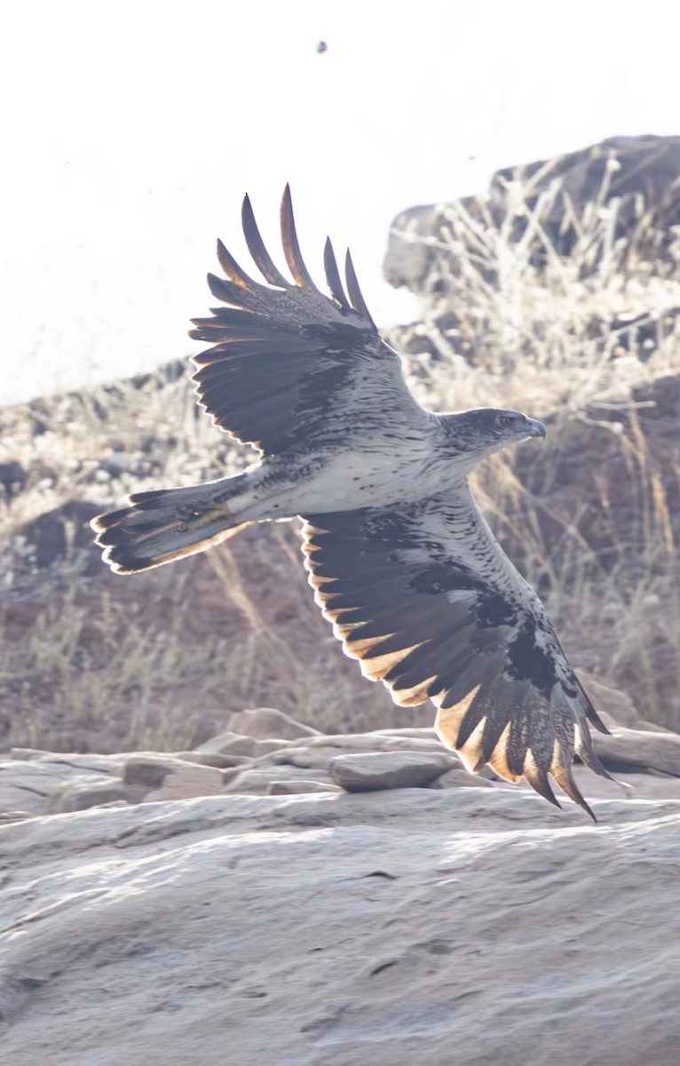 Águila Perdicera - ML610386095