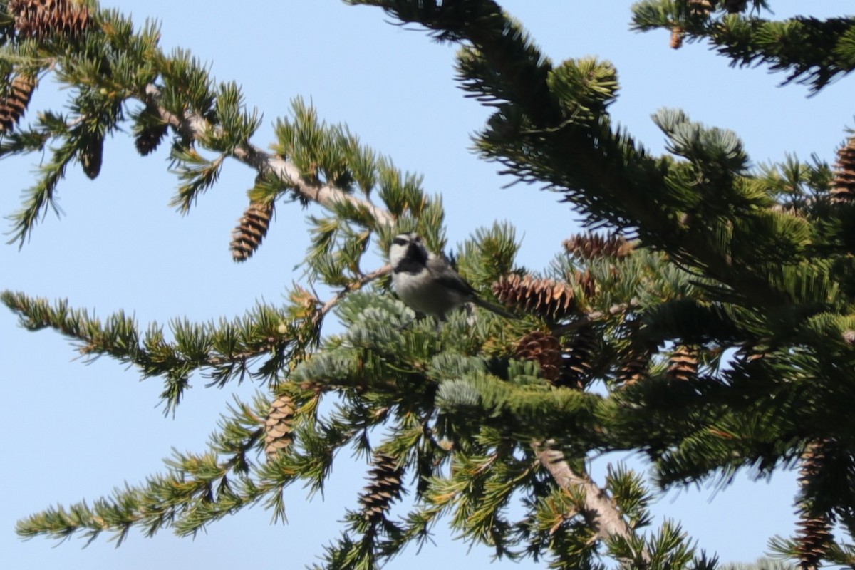 Mountain Chickadee - ML610386100