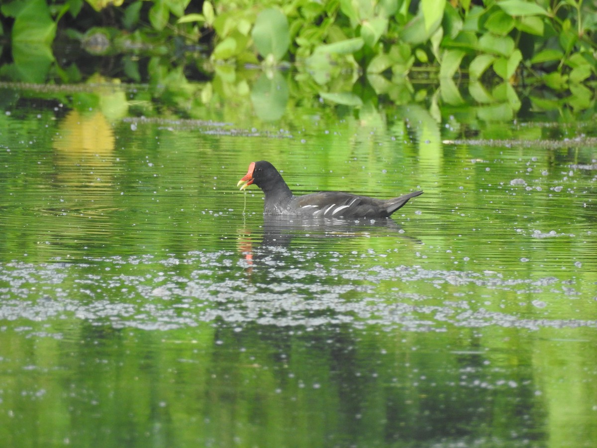 Gallinule poule-d'eau - ML610386111