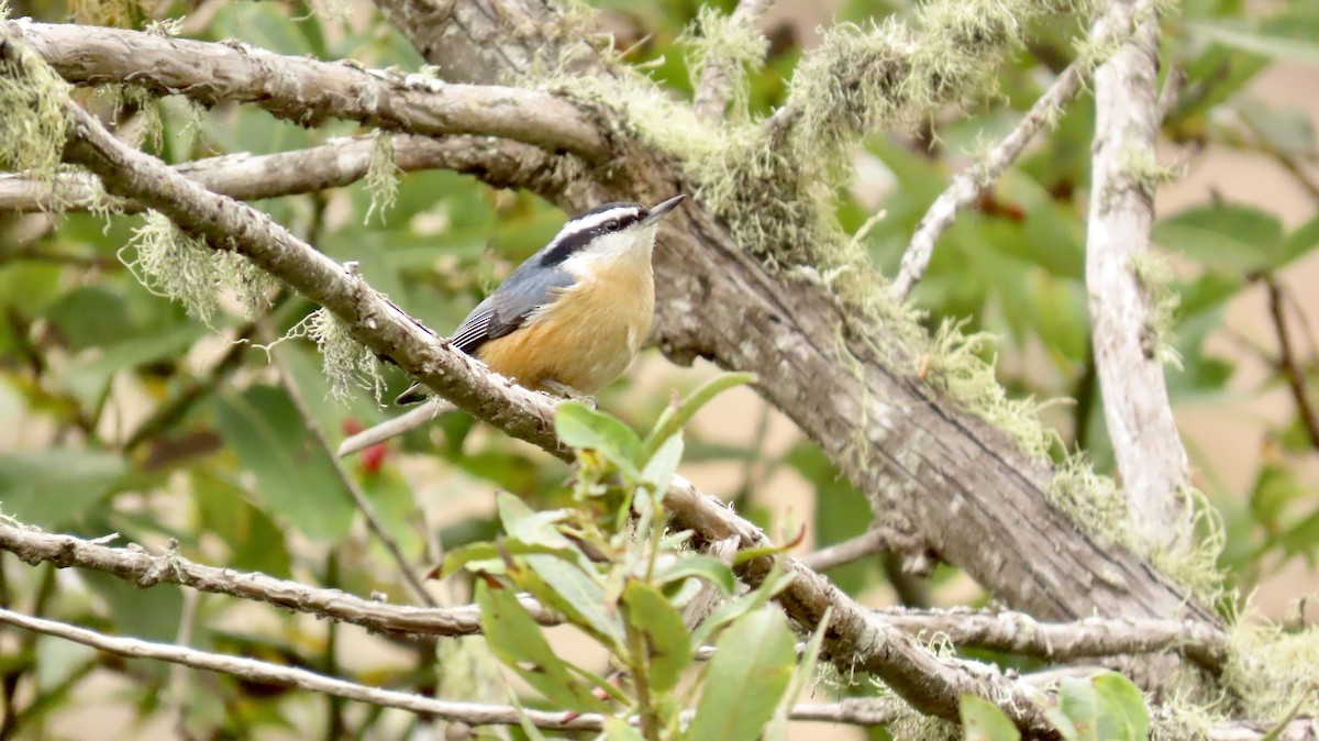 Red-breasted Nuthatch - ML610386132