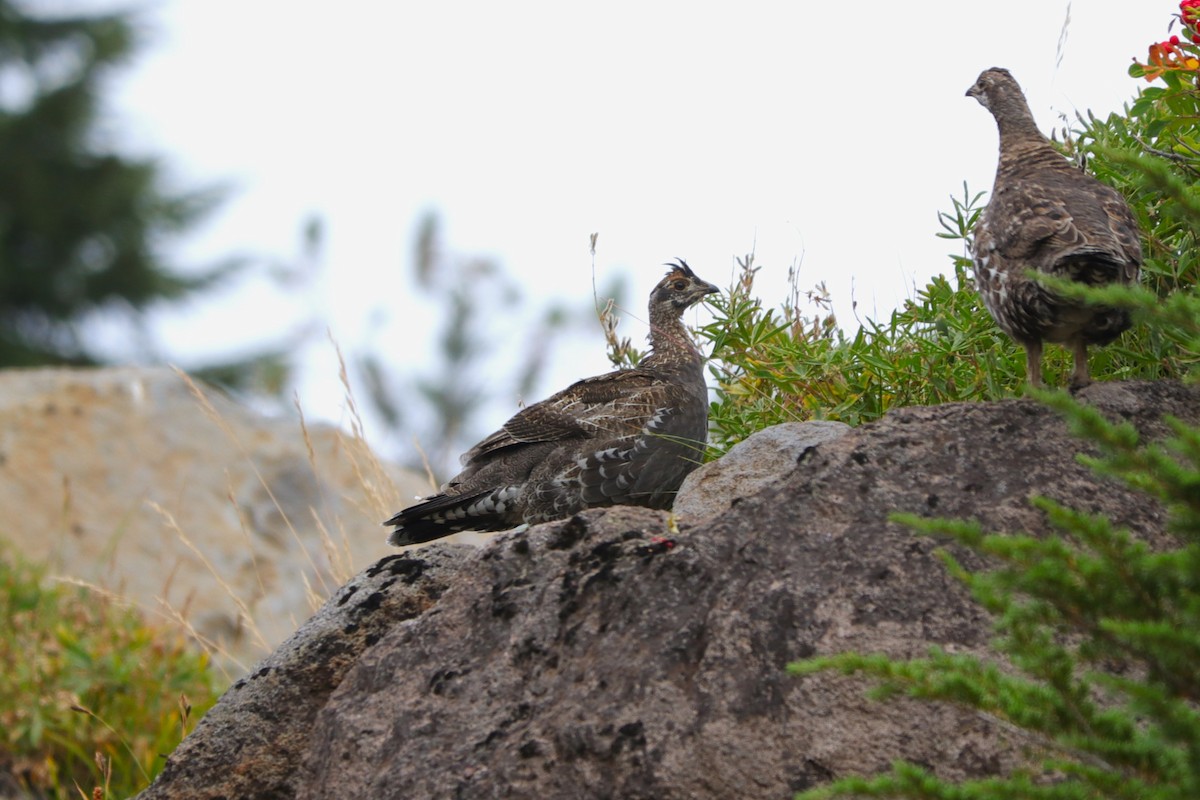 Sooty Grouse - ML610386133