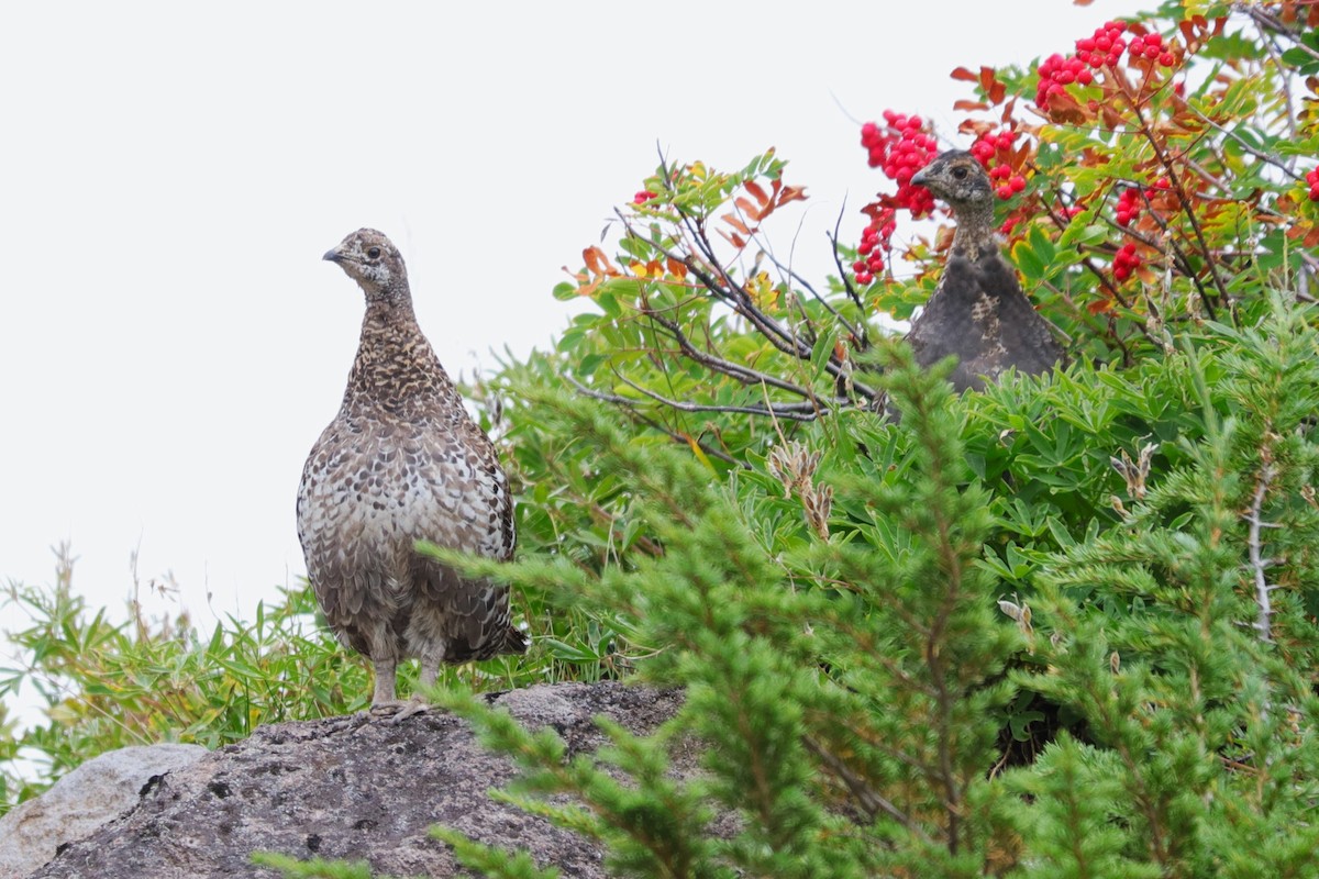 Sooty Grouse - ML610386134