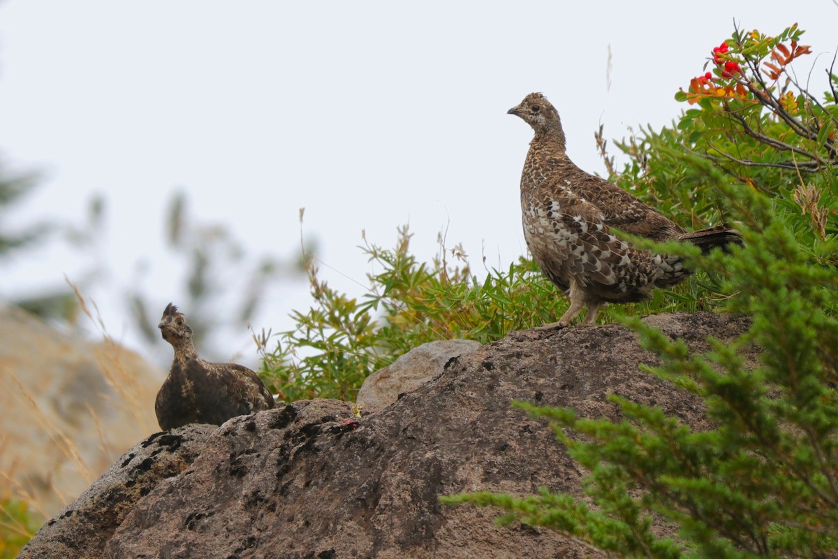 Sooty Grouse - ML610386135