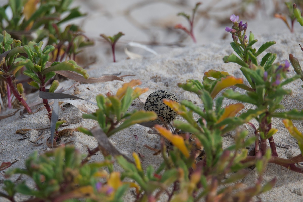 Red-capped Plover - Alfred & Hidi Lau