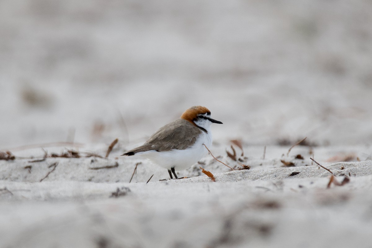 Red-capped Plover - Alfred & Hidi Lau