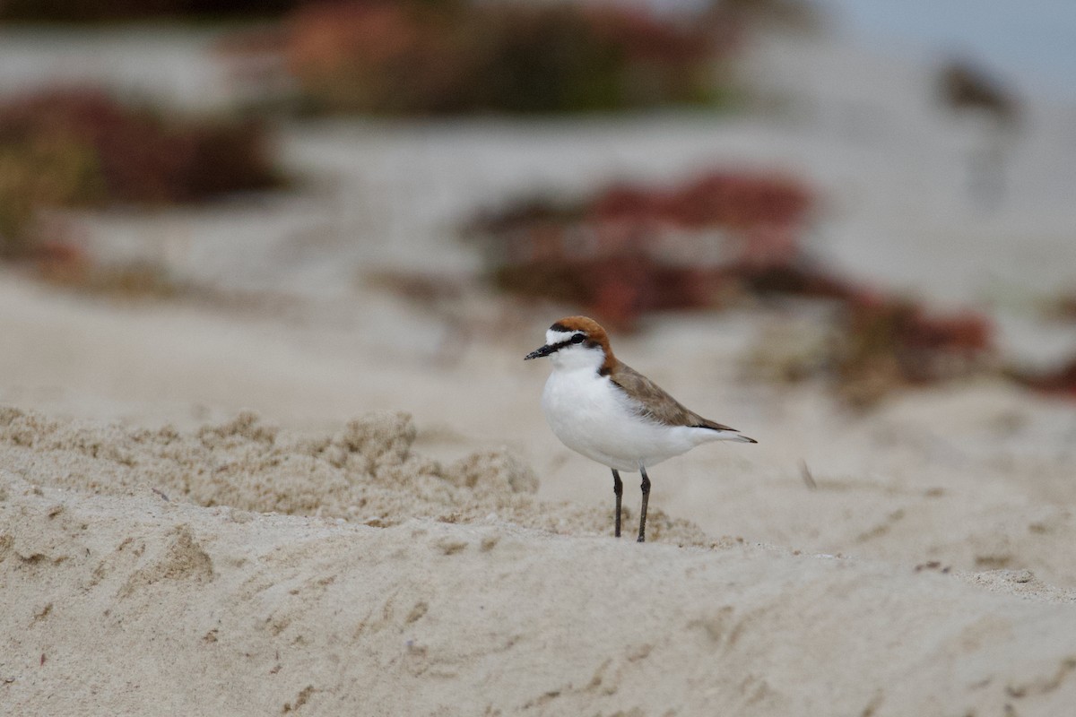 Red-capped Plover - Alfred & Hidi Lau