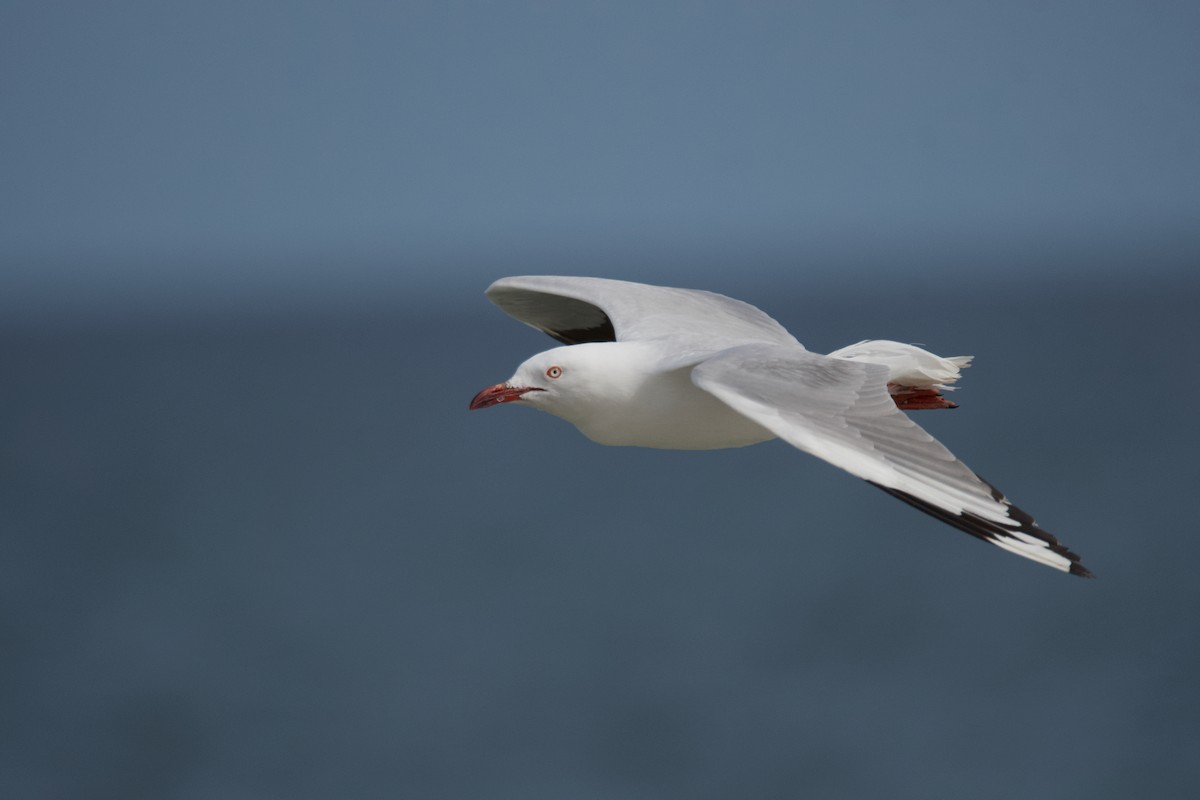 Silver Gull - Alfred & Hidi Lau