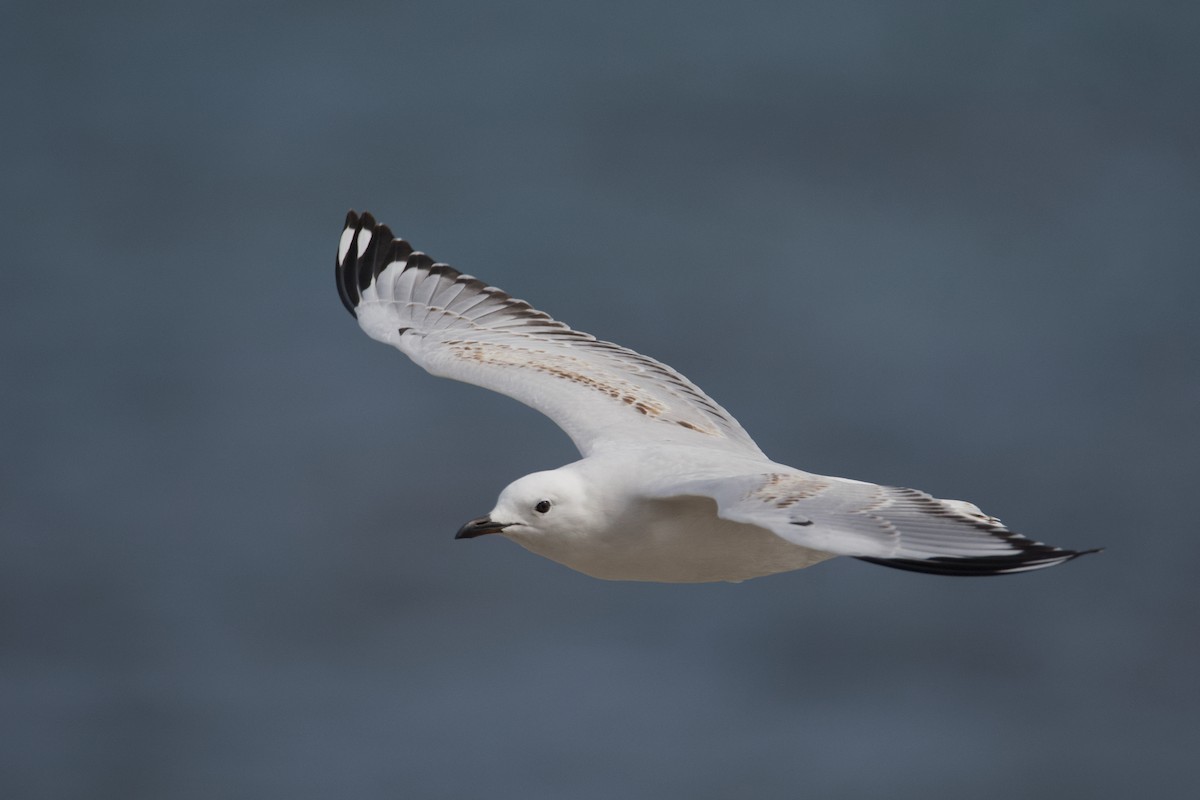 Gaviota Plateada - ML610386173