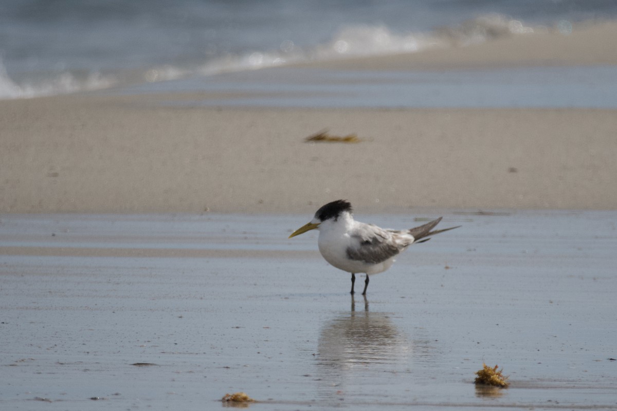 Great Crested Tern - ML610386175