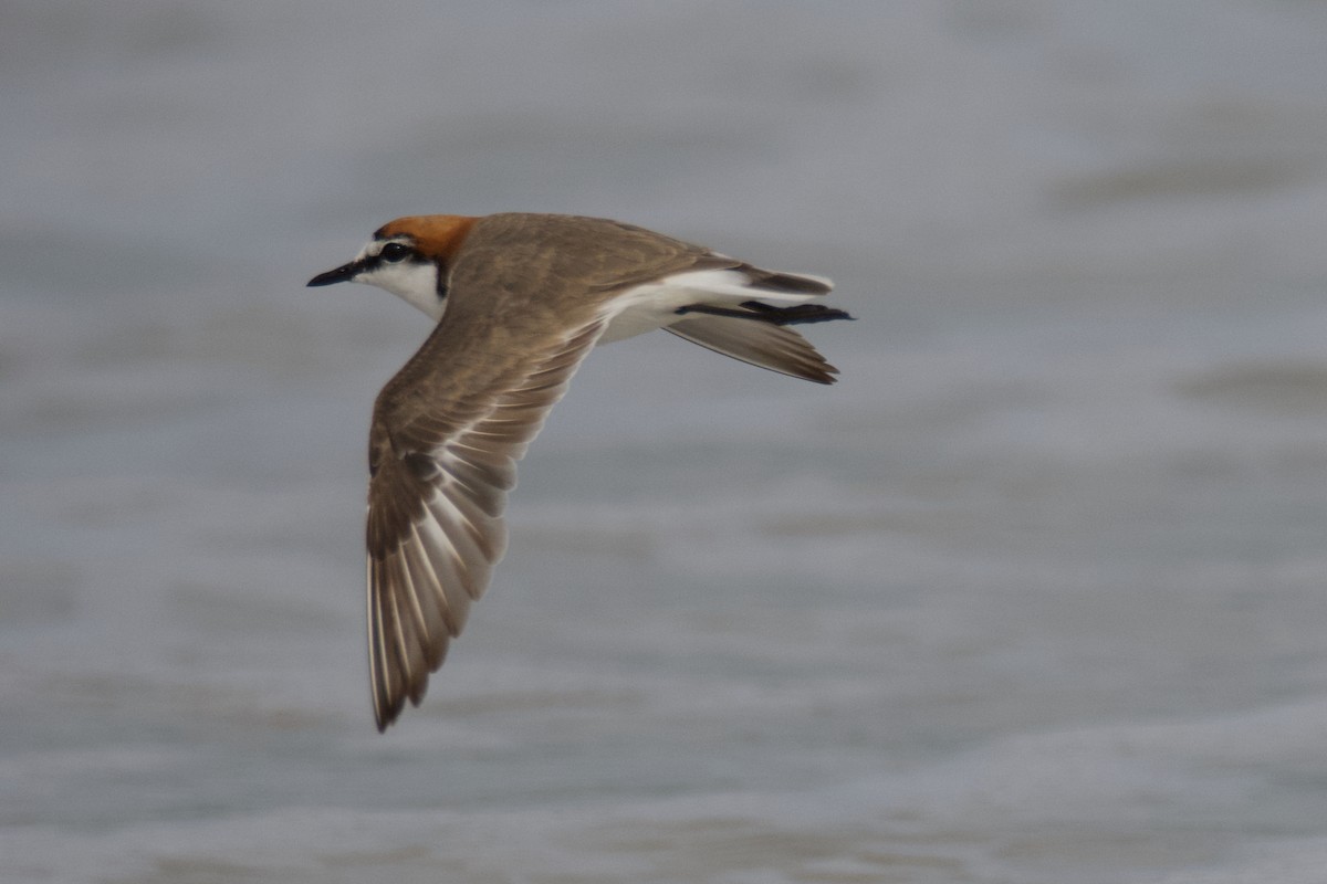 Red-capped Plover - Alfred & Hidi Lau