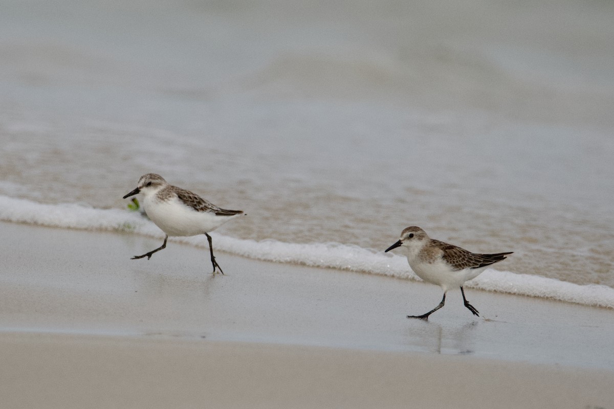 Red-necked Stint - ML610386220