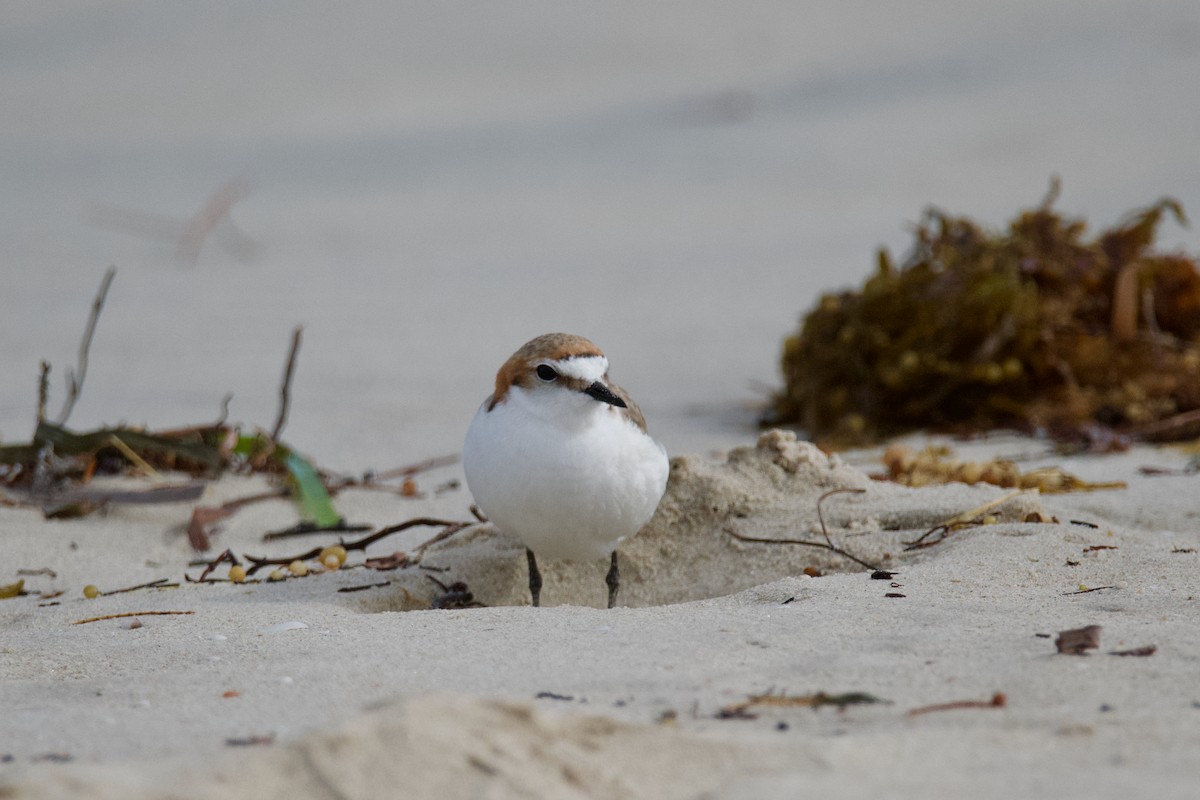 Red-capped Plover - Alfred & Hidi Lau