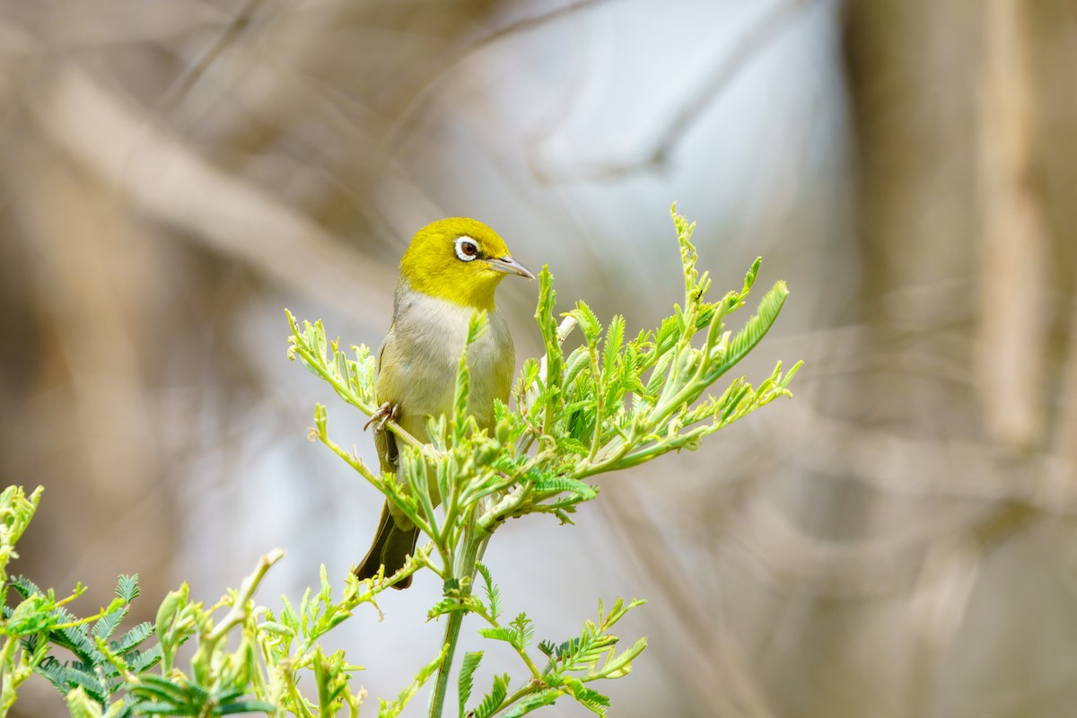 Graumantel-Brillenvogel - ML610386316