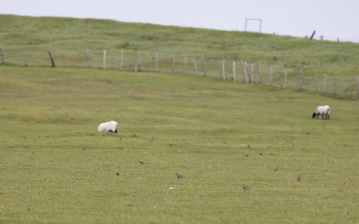 American Golden-Plover - ML610386339