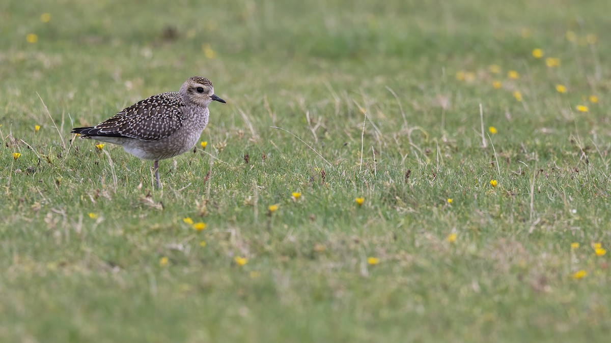 American Golden-Plover - ML610386340