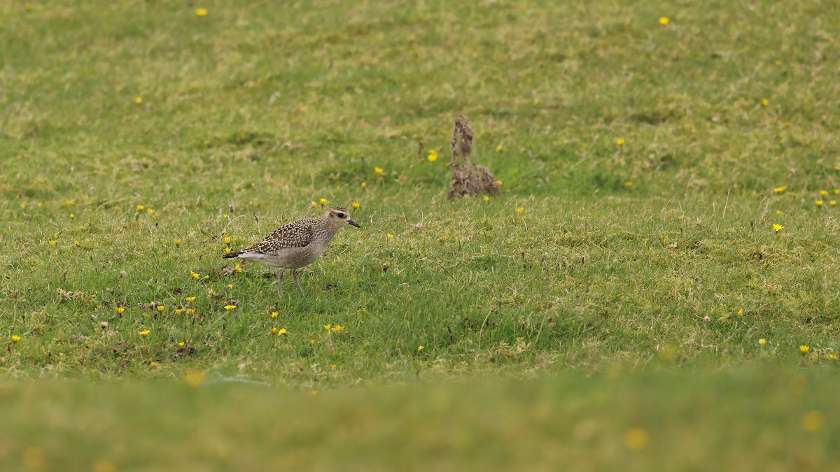 American Golden-Plover - Josh Jones