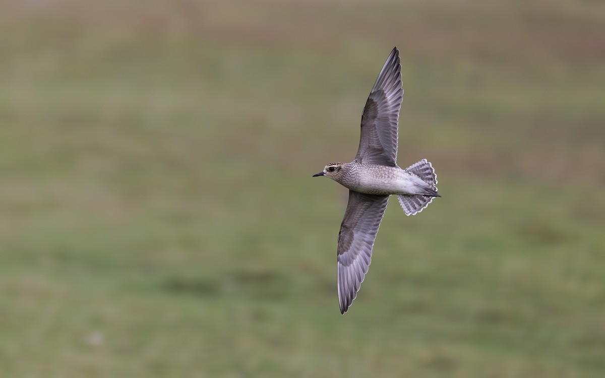 American Golden-Plover - Josh Jones