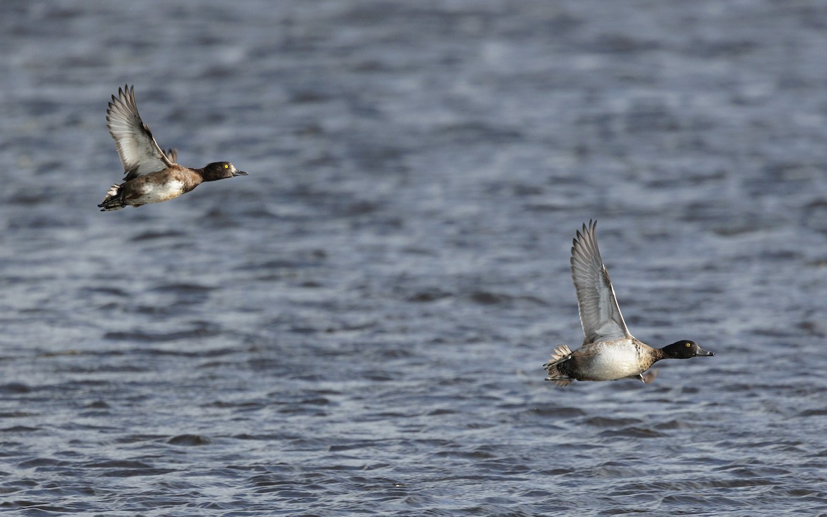 Ring-necked Duck - Josh Jones