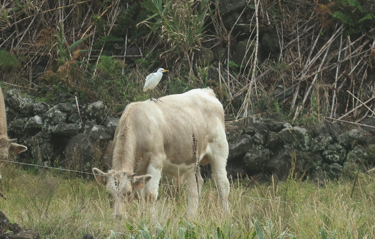 Western Cattle Egret - ML610386354