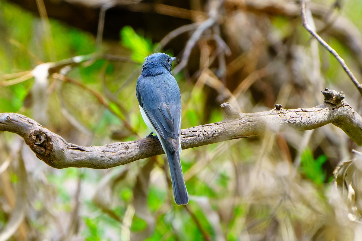 Leaden Flycatcher - ML610386359