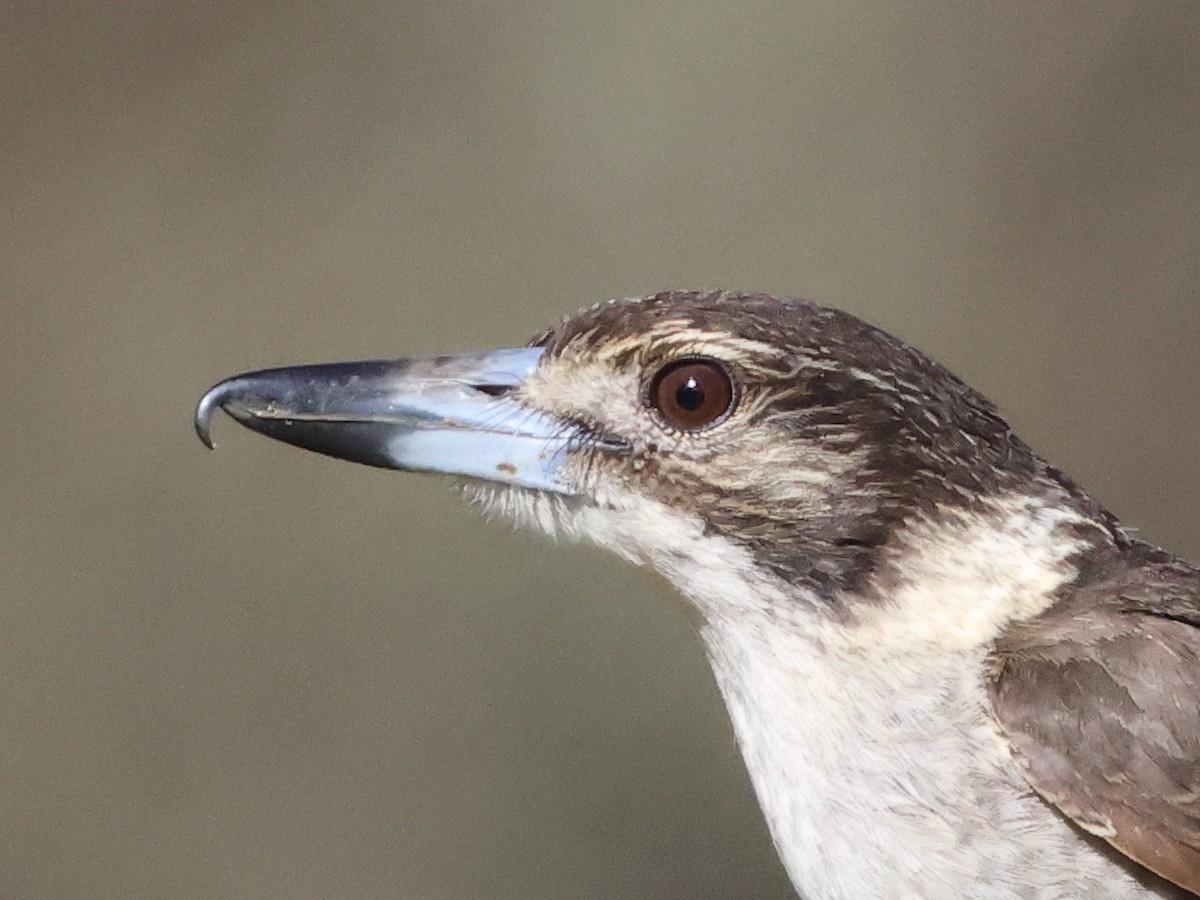 Gray Butcherbird - ML610386452