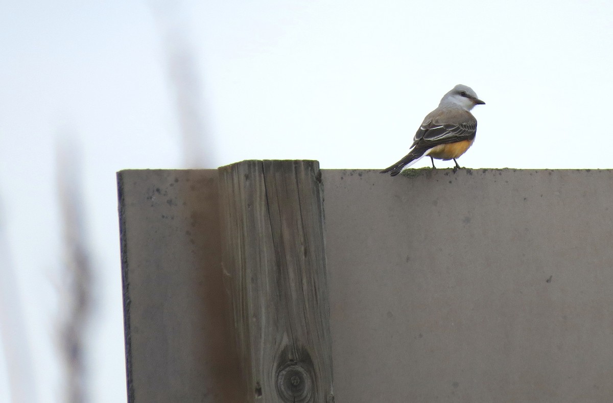 Scissor-tailed Flycatcher - Anne Geraghty