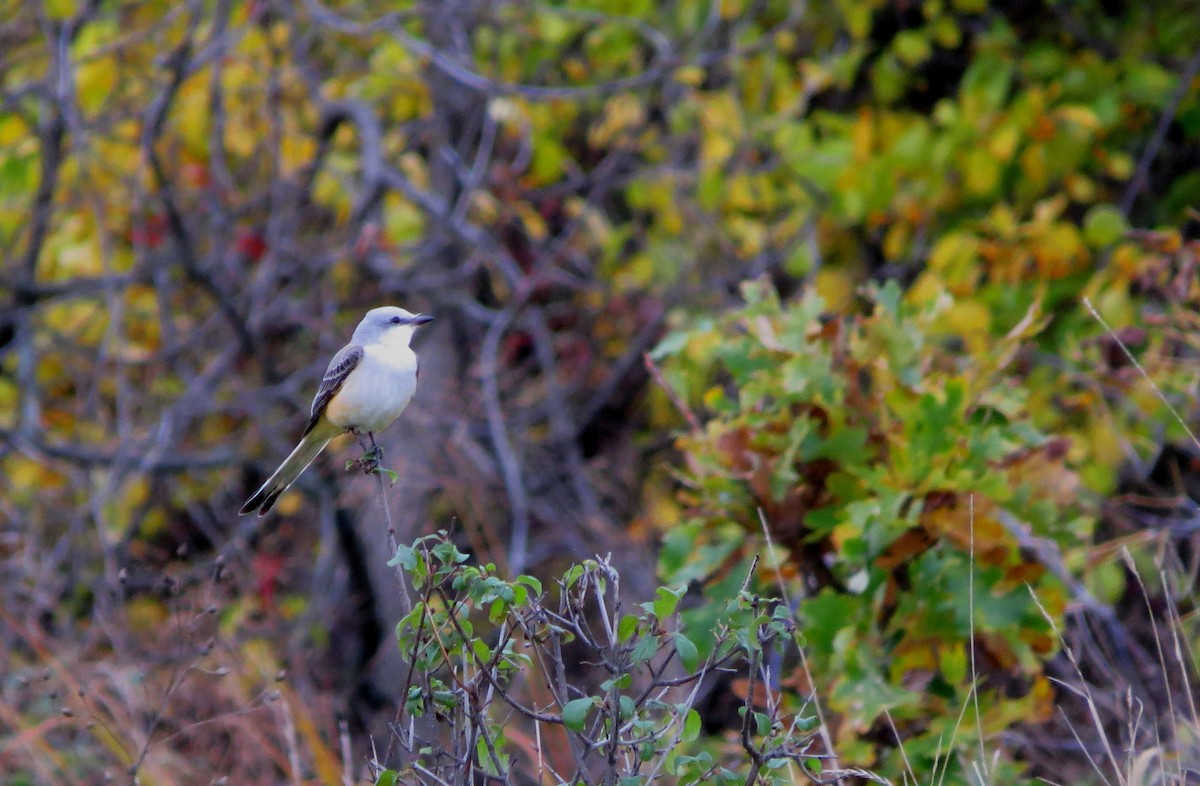 Scissor-tailed Flycatcher - Anne Geraghty