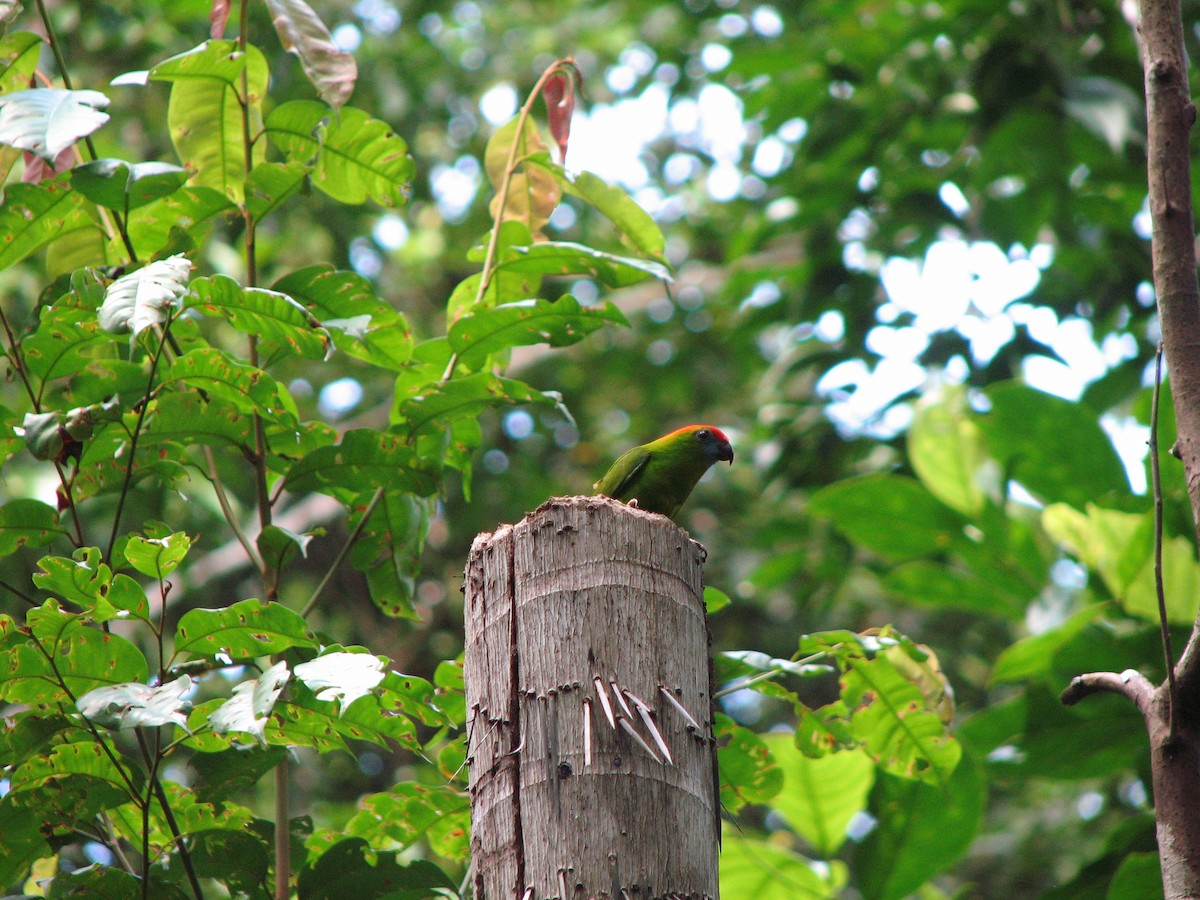 Black-billed Hanging-Parrot - ML610386538