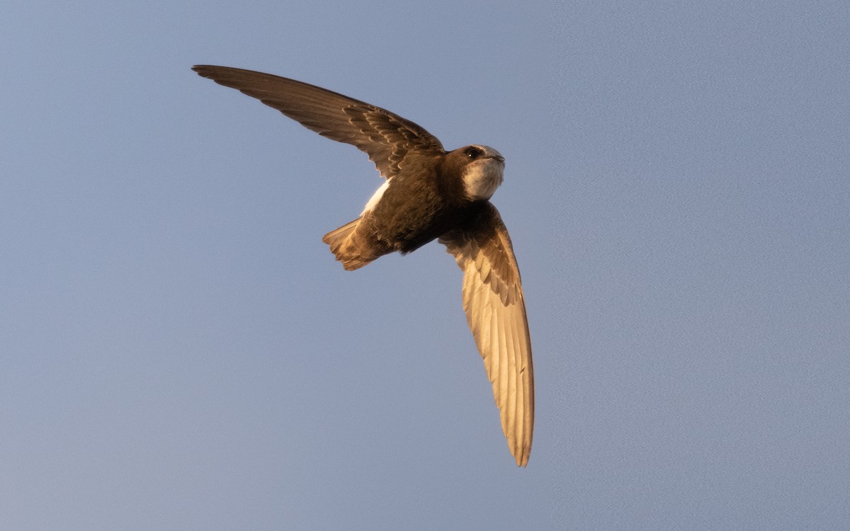 Little Swift - ML610386580