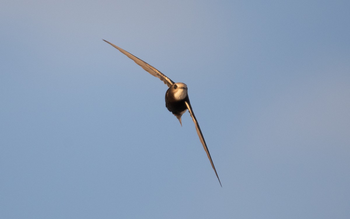 Little Swift - ML610386606