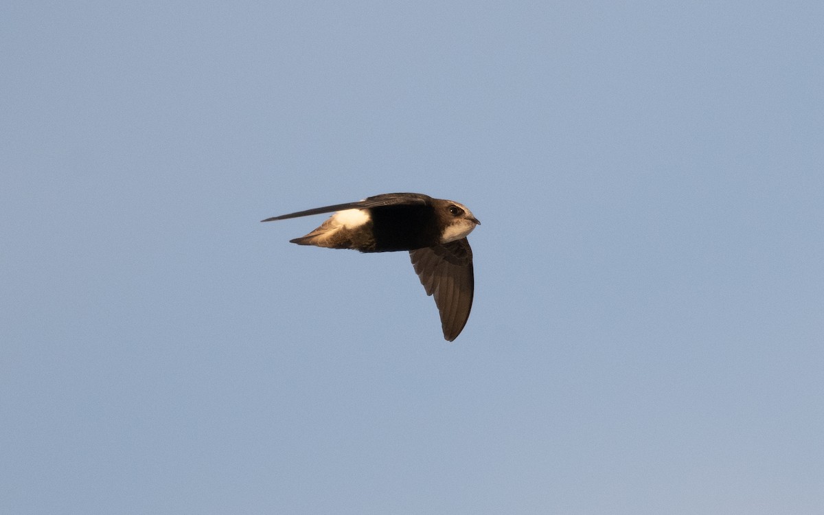 Little Swift - ML610386611