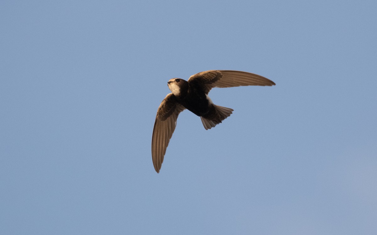 Little Swift - ML610386614