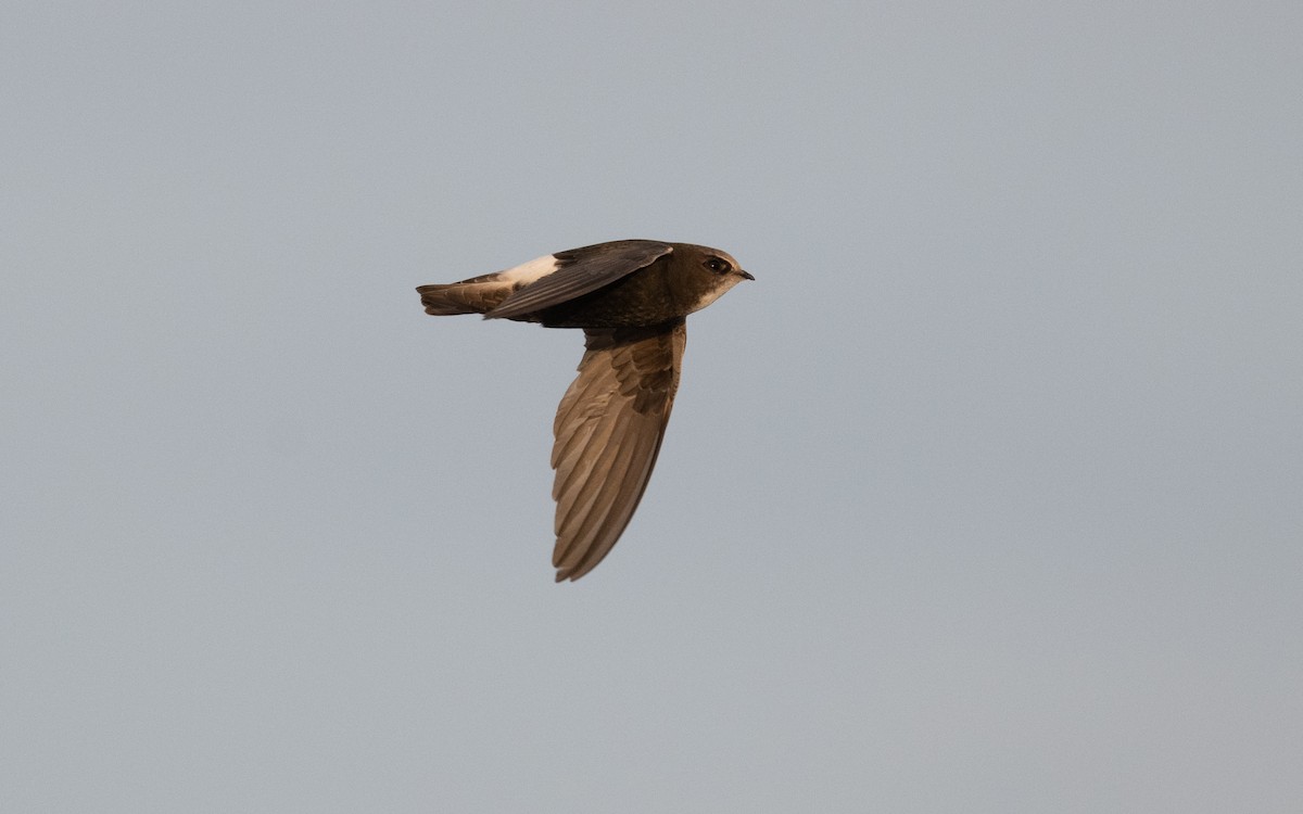 Little Swift - ML610386617