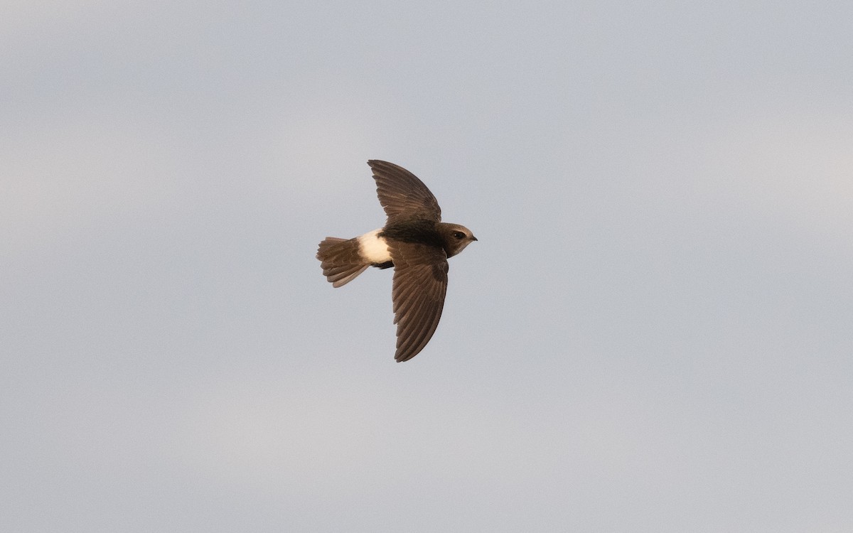 Little Swift - ML610386624