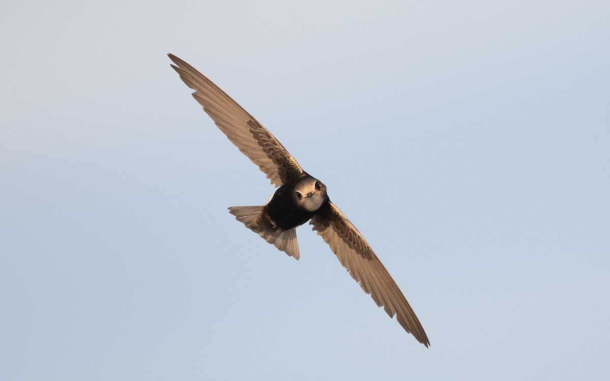 Little Swift - ML610386629