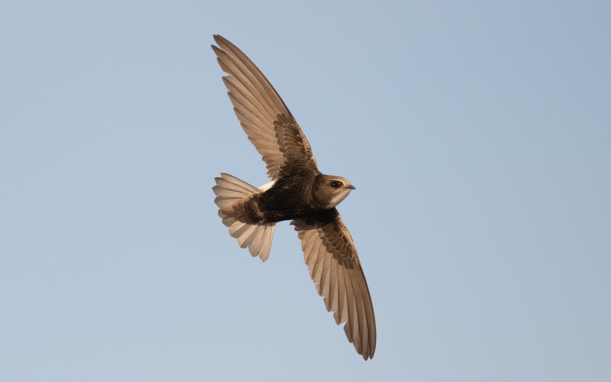 Little Swift - ML610386635