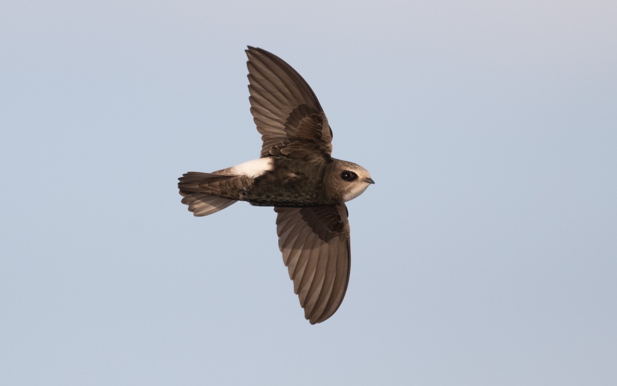 Little Swift - ML610386645