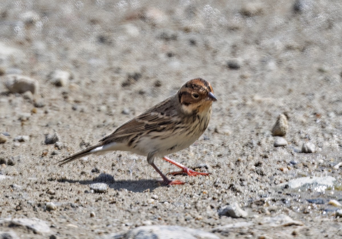 Little Bunting - ML610386650