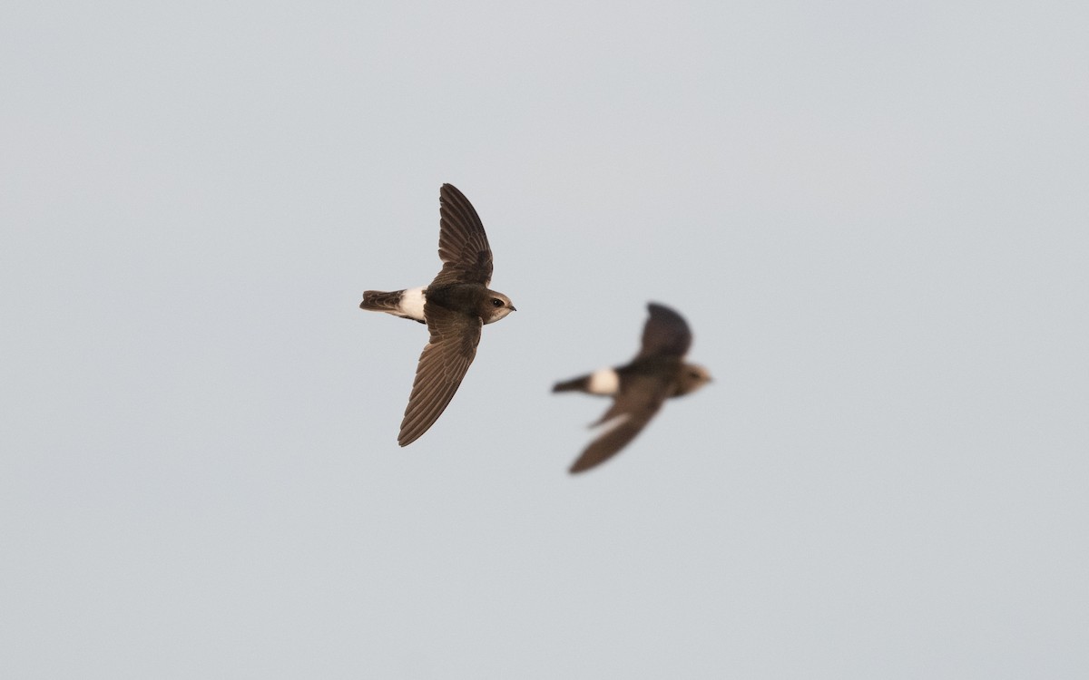 Little Swift - ML610386657