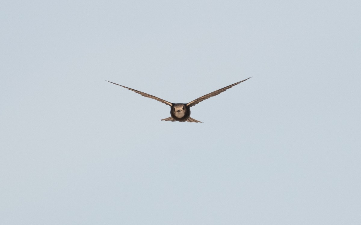 Little Swift - ML610386665