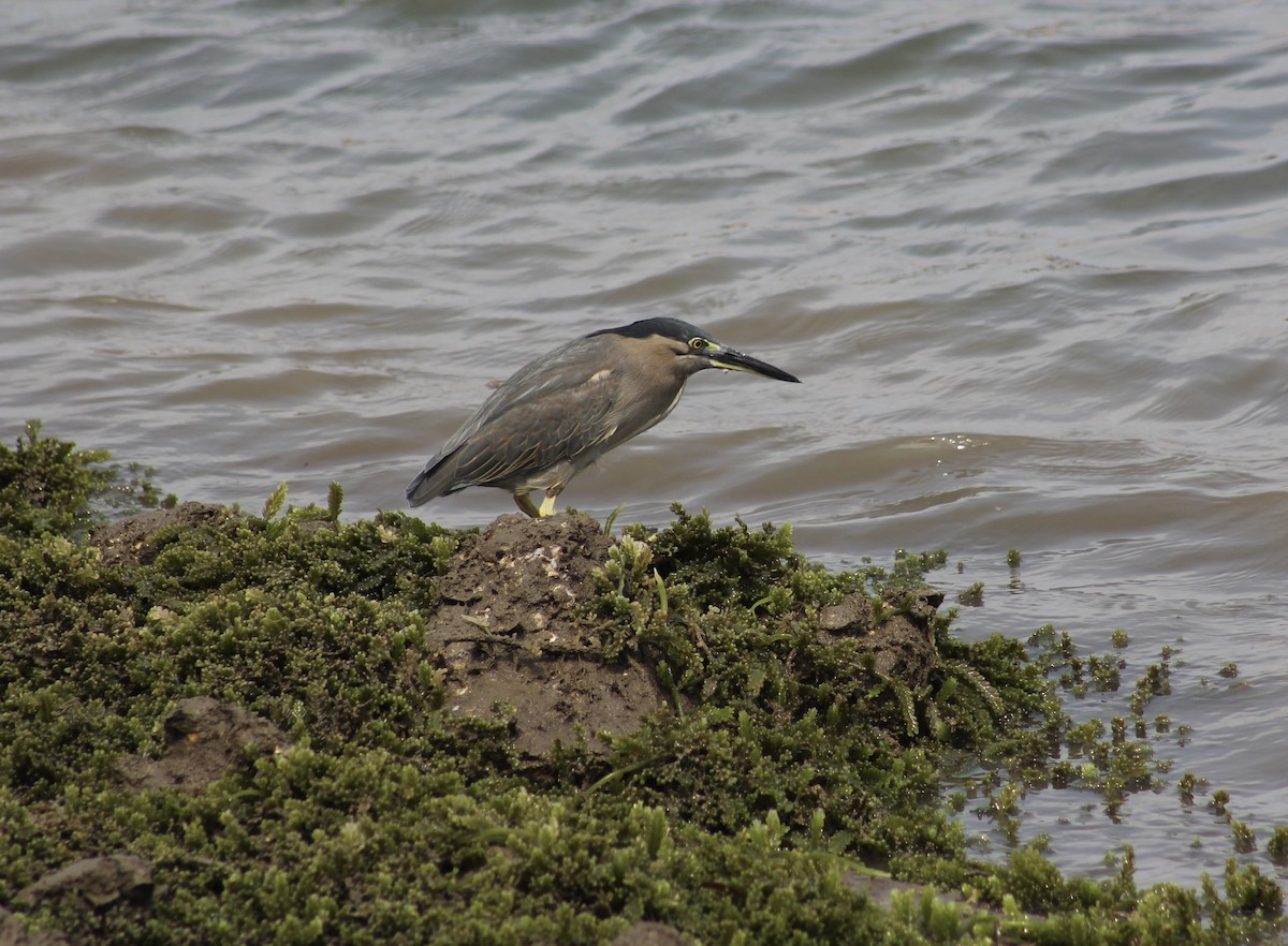 Striated Heron - ML610386709