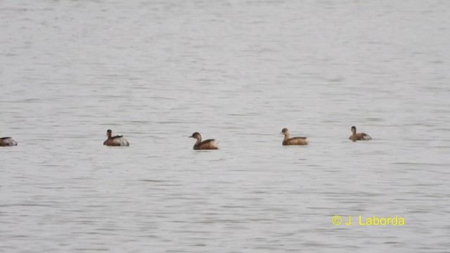 Little Grebe - ML610386763