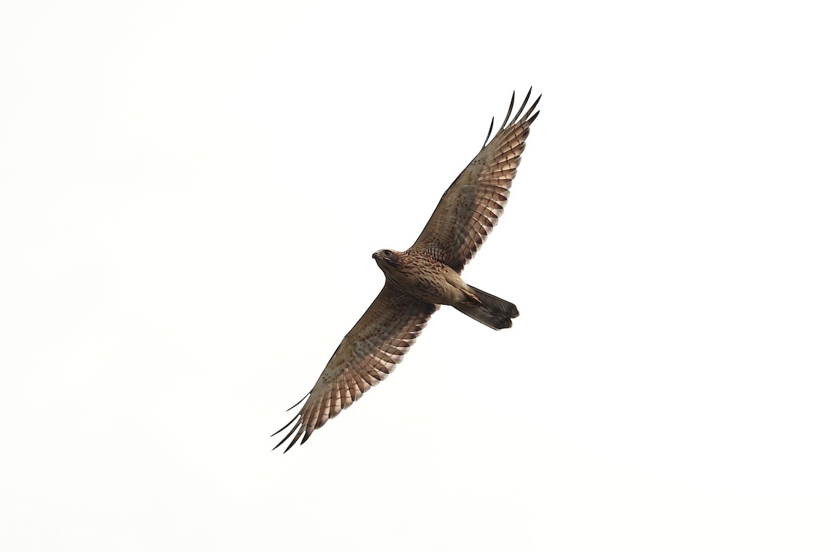 Gray-faced Buzzard - ML610386812