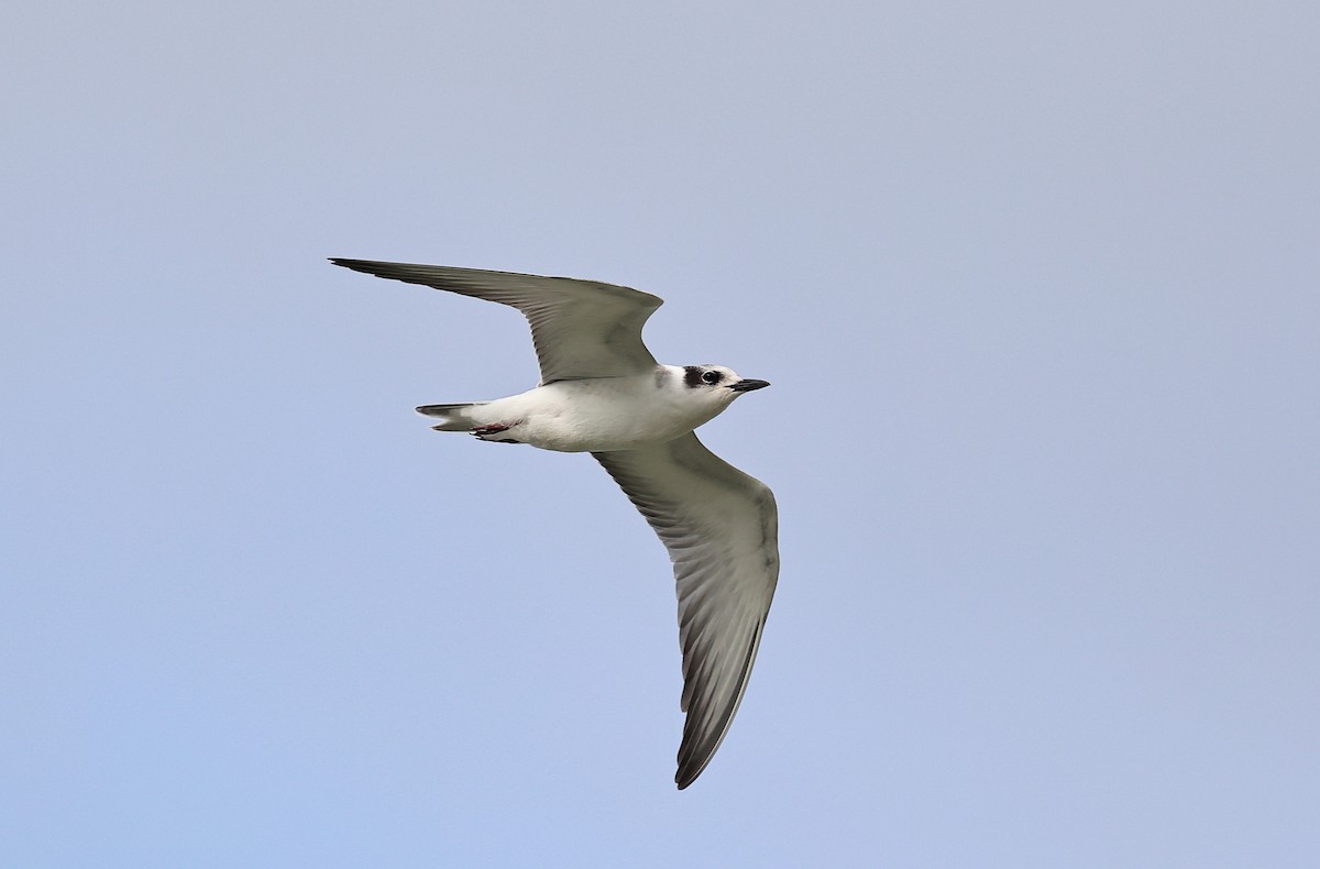 Whiskered Tern - ML610386837