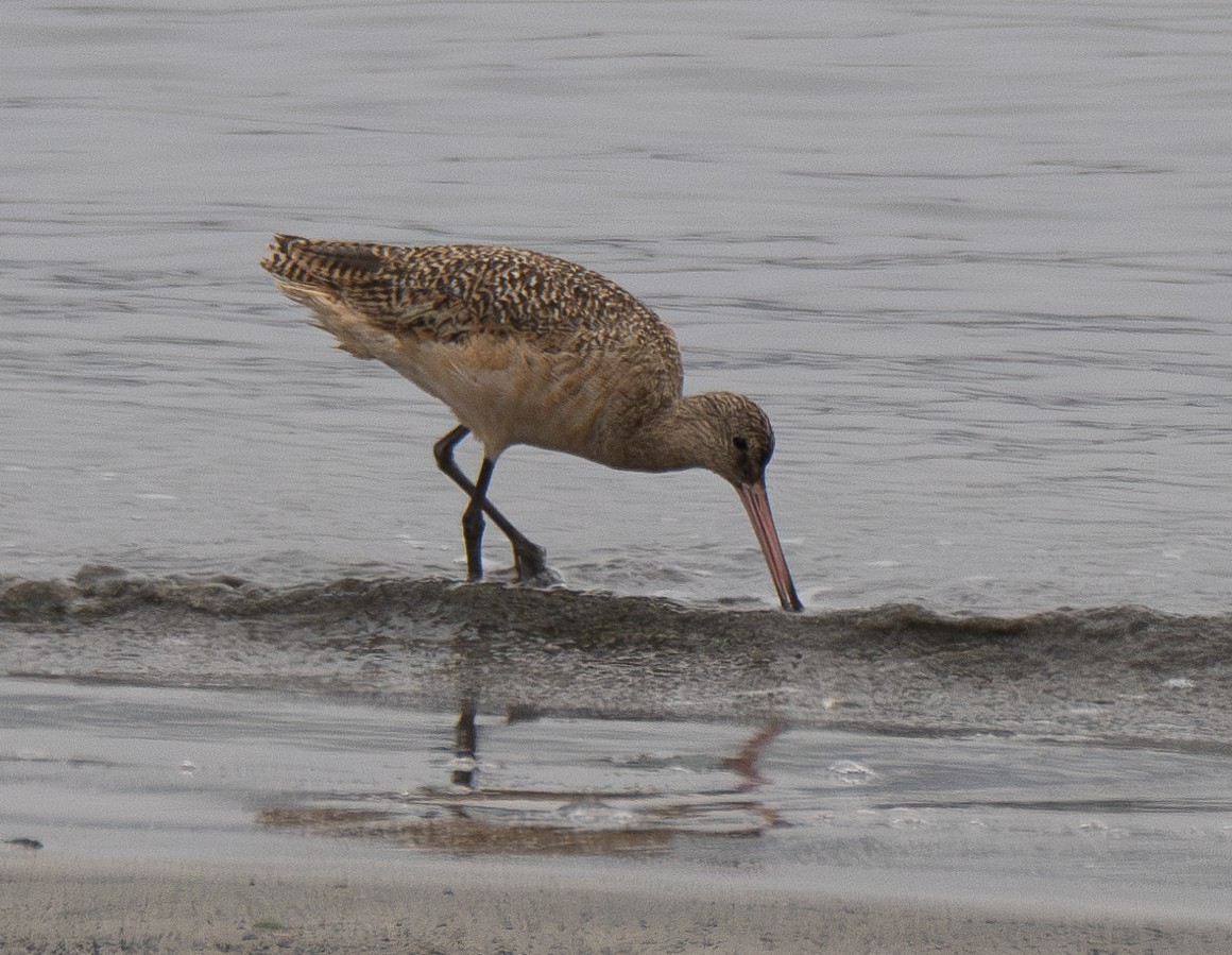 Marbled Godwit - ML610386875