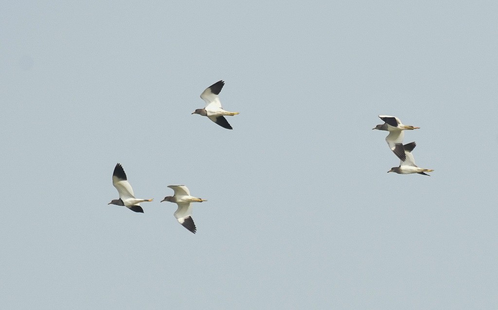 Gray-headed Lapwing - ML610386931