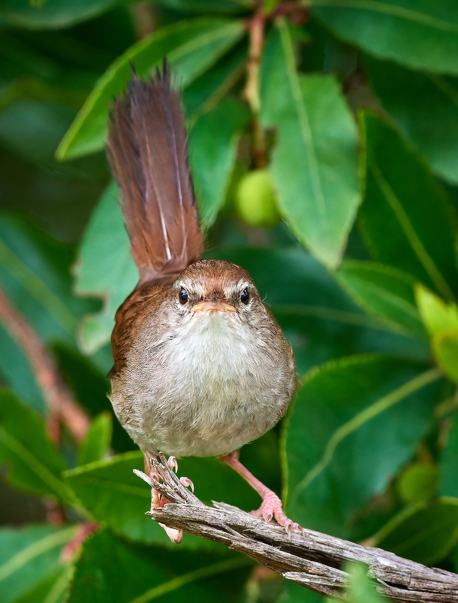 Cetti's Warbler - ML610386964