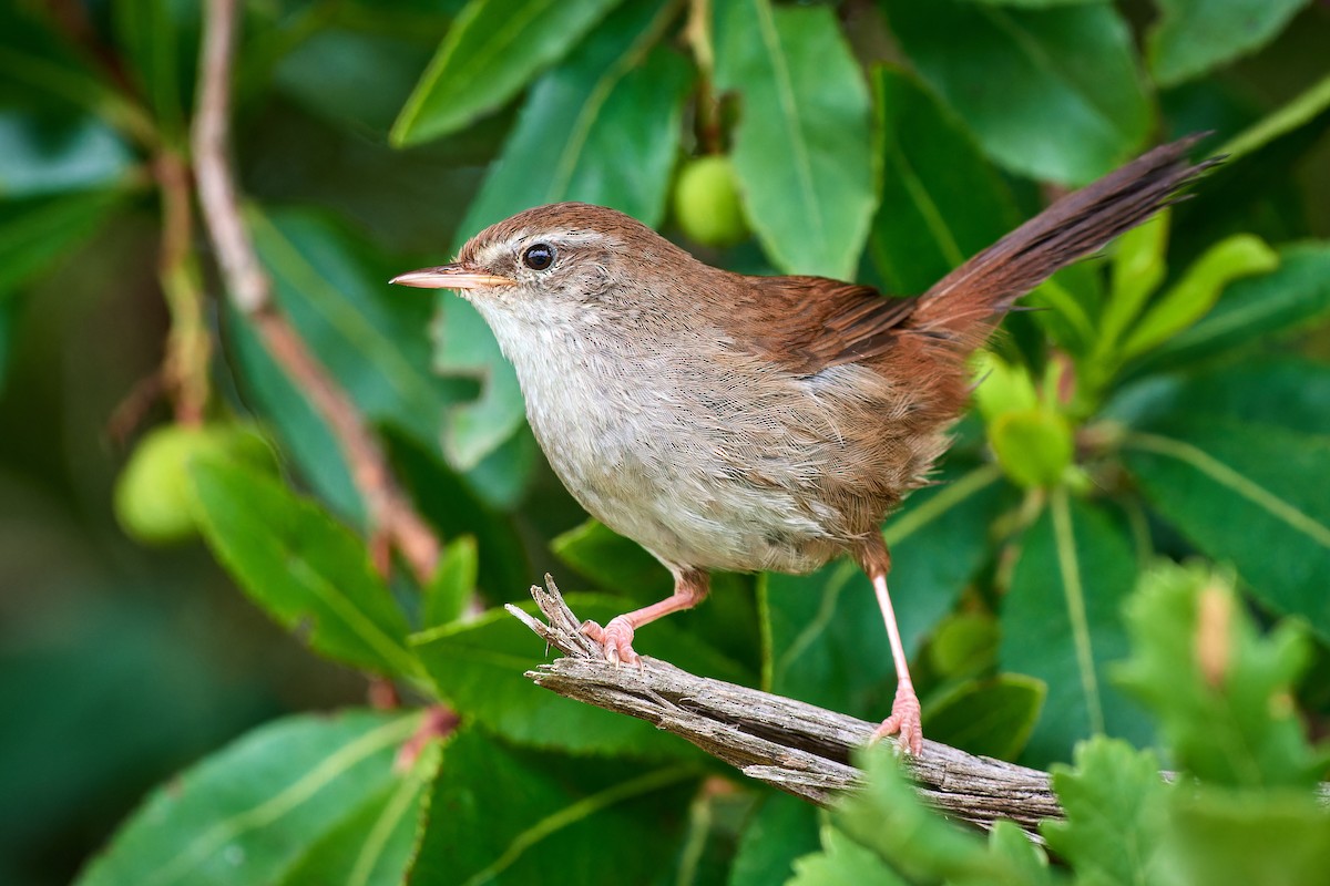 Cetti's Warbler - ML610386969