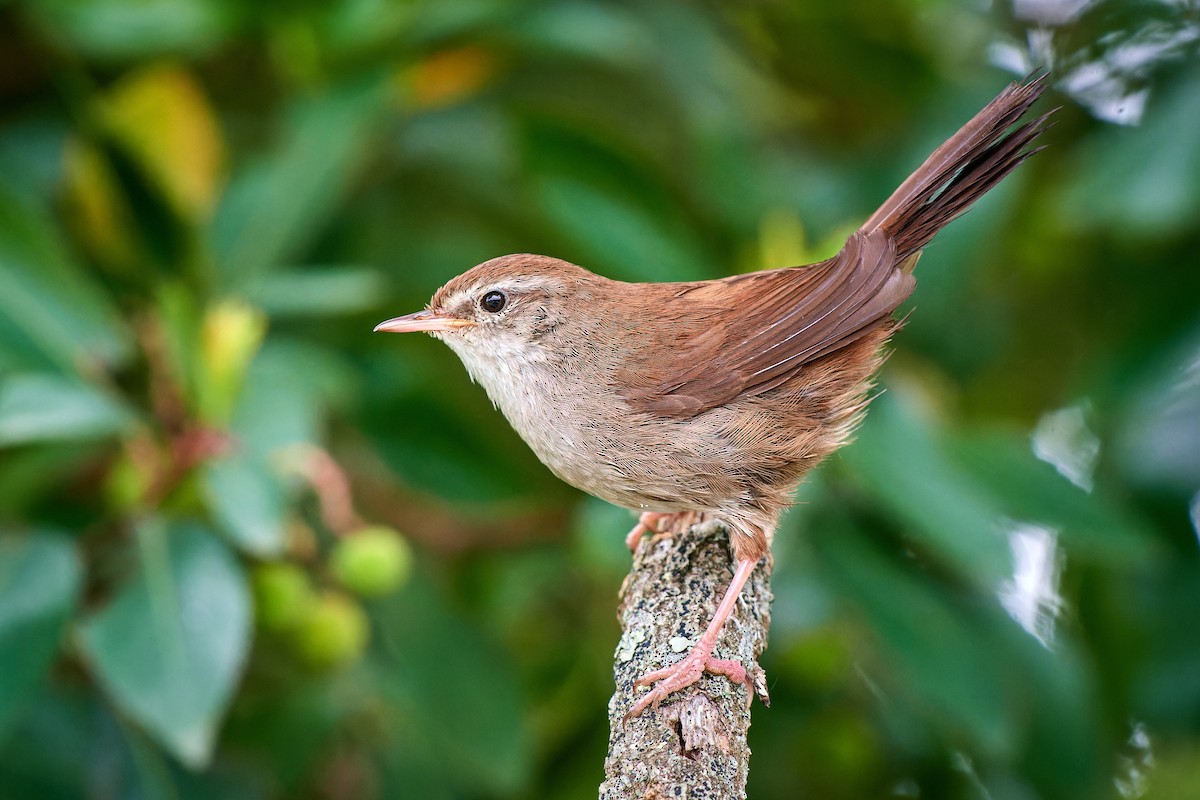 Cetti's Warbler - ML610386970