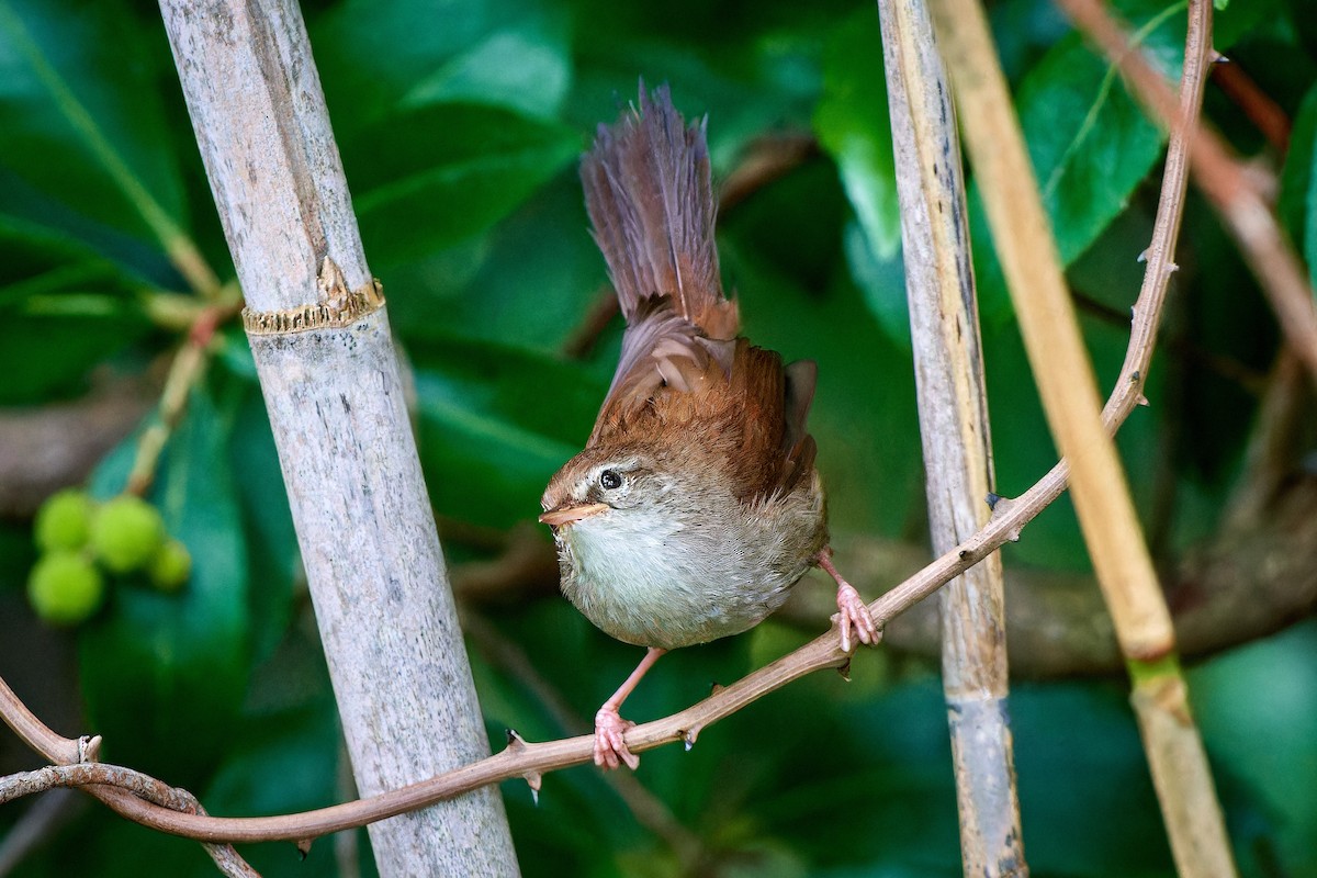 Cetti's Warbler - ML610386971